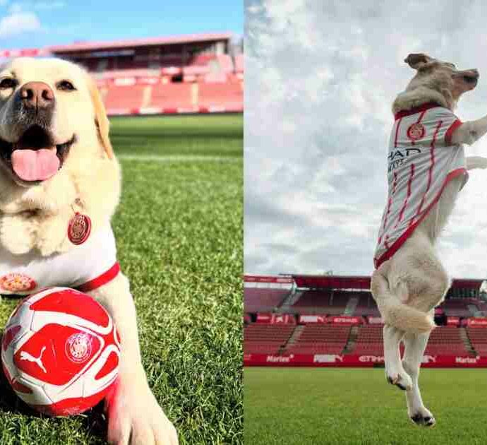 Canya, la labrador che ha trasformato il Girona in un caso unico nel calcio europeo: dal bordocampo alla pet therapy, passando per i social