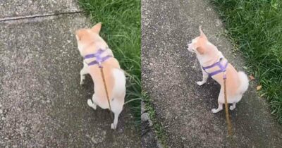 Copertina di “Ho un cane che cammina solo di lato e l’ho pure pagato 720 euro”: la storia di Charles diventa virale