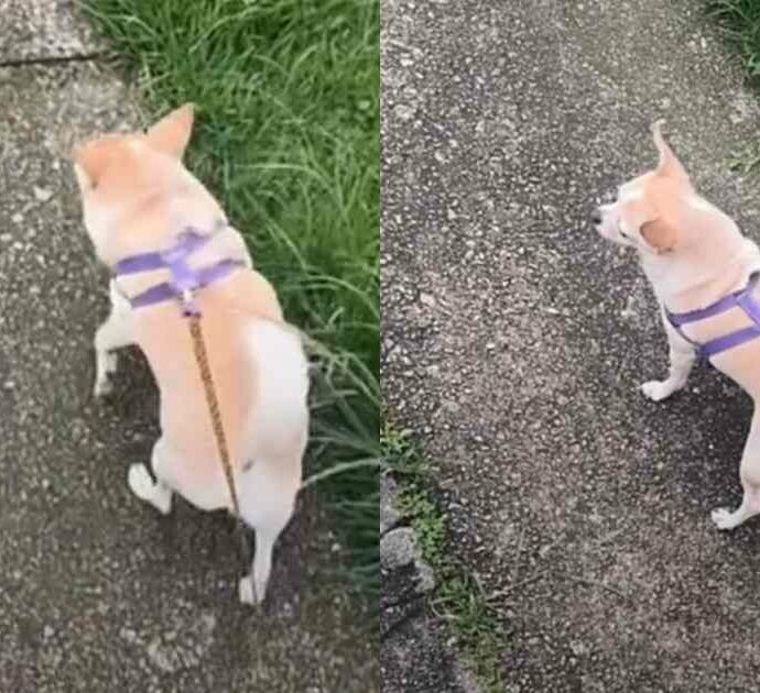 “Ho un cane che cammina solo di lato e l’ho pure pagato 720 euro”: la storia di Charles diventa virale