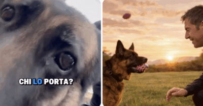 Copertina di “Volevamo un cane piccolo ma ci siamo innamorati di Grace. L’educazione? Si basa sull’uso appropriato dei premietti, lei è una di famiglia”: Marco Liorni parla della sua Grace