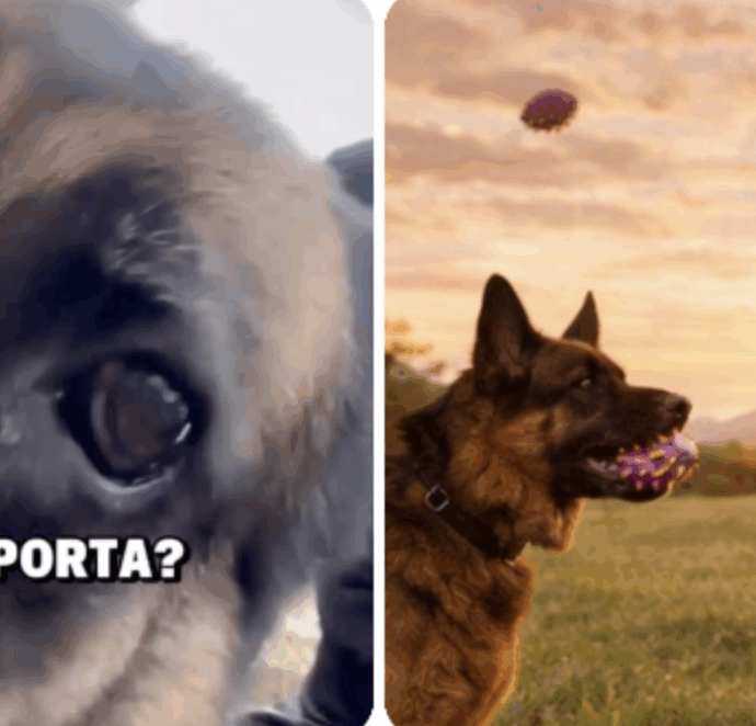 “Volevamo un cane piccolo ma ci siamo innamorati di Grace. L’educazione? Si basa sull’uso appropriato dei premietti, lei è una di famiglia”: Marco Liorni parla della sua Grace