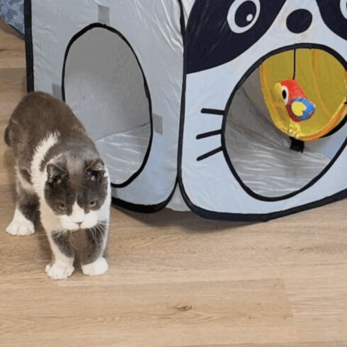 La storia del gattino Grub, affetto dalla sindrome di Sly, fa il giro dei social. La sua proprietaria: “La vita con lui è questione di qualità non di quantità”