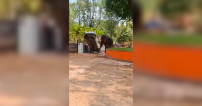 Copertina di Elefante ribalta auto, sradica alberi e semina il panico in un tempio: era stato portato lì per una cerimonia religiosa – Video