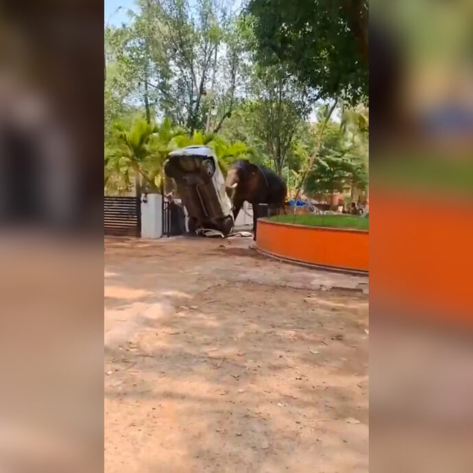 Elefante ribalta auto, sradica alberi e semina il panico in un tempio: era stato portato lì per una cerimonia religiosa – Video