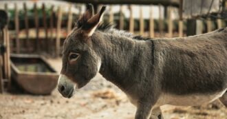 Copertina di Asini e cavalli, una guida sana al rapporto con questi animali. La veterinaria: “Smettiamo di essere umano-centrici”