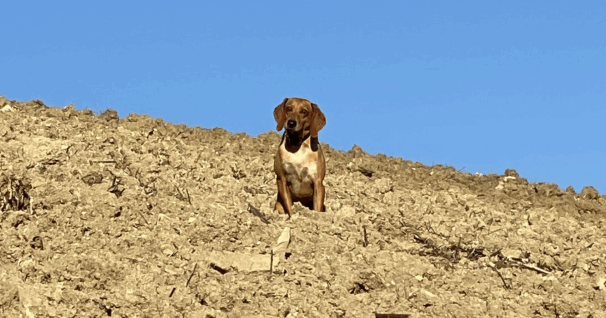 “Ho visto il mio cane Osso sbranato dai lupi. Chi ha un cane sa, il dolore è fisico. Il lavoro delle autorità è rendere possibile la convivenza tra uomini e lupi. Il mio è stato seppellire Osso”: il racconto straziante di Michele Serra