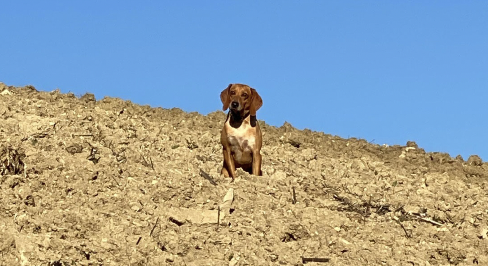 “Ho visto il mio cane Osso sbranato dai lupi. Chi ha un cane sa, il dolore è fisico. Il lavoro delle autorità è rendere possibile la convivenza tra uomini e lupi. Il mio è stato seppellire Osso”: il racconto straziante di Michele Serra