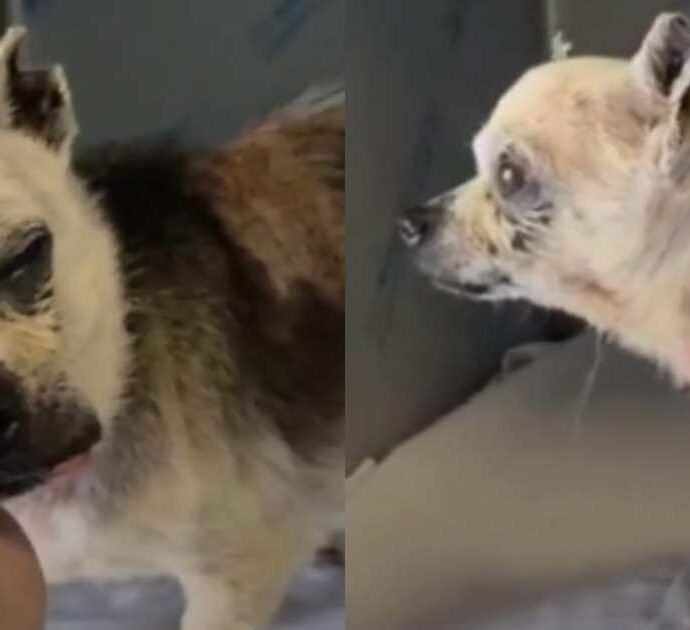 Chiuso in un sacchetto e lasciato a morire: chihuahua di 15 anni recuperato in condizioni disperate