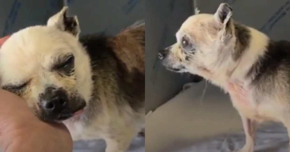 Chiuso in un sacchetto e lasciato a morire: chihuahua di 15 anni recuperato in condizioni disperate
