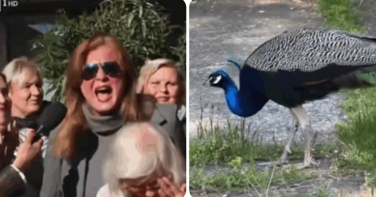 “Bastaaaa”: il servizio de La Vita in Diretta sui pavoni che hanno ‘invaso’ Punta Marina è virale. C’è chi sorride e chi grida al ‘degrado’ della tv: ma sarà questo il vero degrado?
