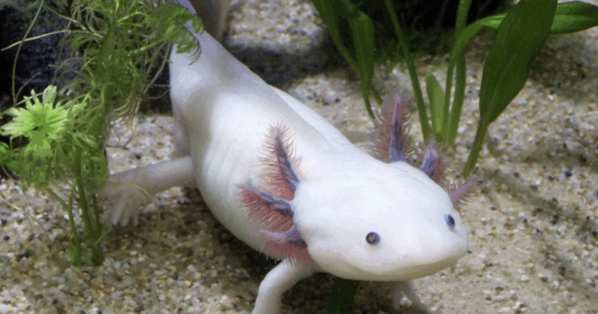 Una bambina di 10 anni trova un axolotl vivo mentre gioca vicino a un fiume: che cos’è e qual è il sospetto degli esperti
