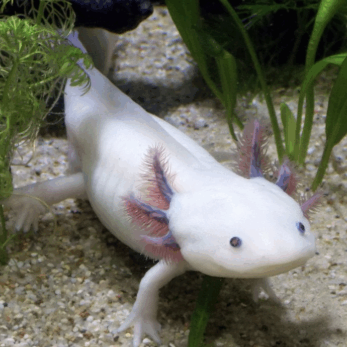 Una bambina di 10 anni trova un axolotl vivo mentre gioca vicino a un fiume: che cos’è e qual è il sospetto degli esperti