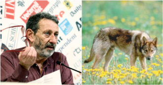 Copertina di Michele Serra e i lupi, perché è lui il responsabile della morte del suo cane (e solo il senso del limite ci salverà)