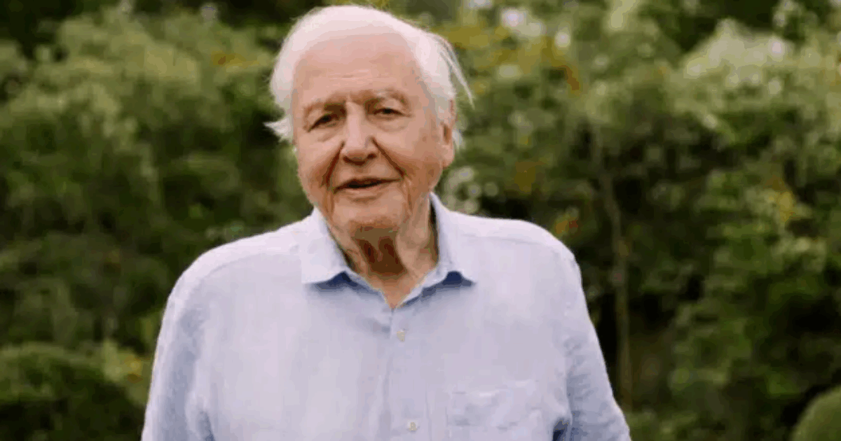 David Attenborough compie 100 anni: Londra celebra l’uomo che ci ha insegnato a guardare la Terra