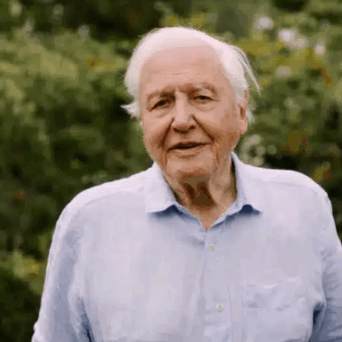 David Attenborough compie 100 anni: Londra celebra l’uomo che ci ha insegnato a guardare la Terra
