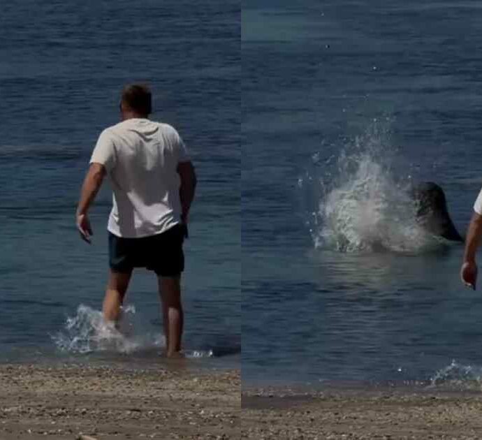 Turista prende una pietra e la lancia contro la foca Lani: un passante assiste alla scena, si infuria, lo insegue e lo prende a pugni