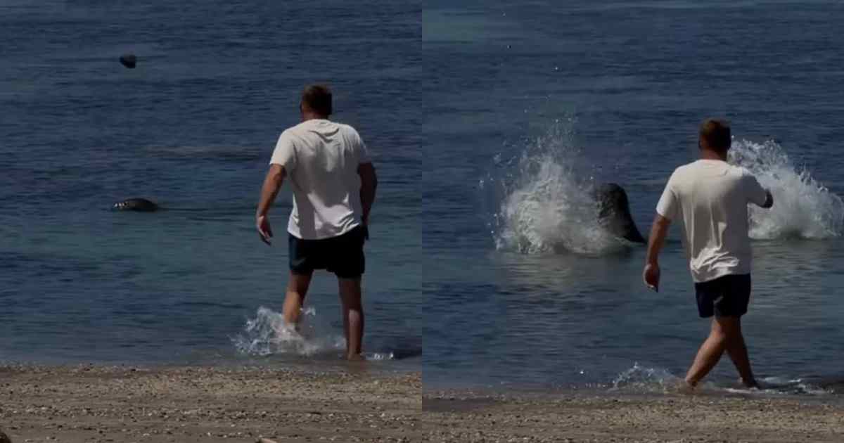 Turista prende una pietra e la lancia contro la foca Lani: un passante assiste alla scena, si infuria, lo insegue e lo prende a pugni