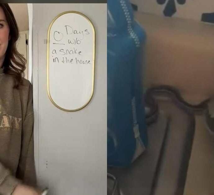 “Abbiamo comprato casa e abbiamo scoperto che è una tana di serpenti. Ne troviamo almeno 5-6 al giorno, cadono anche dal soffitto, non ce la faccio più”: il racconto choc di Callie