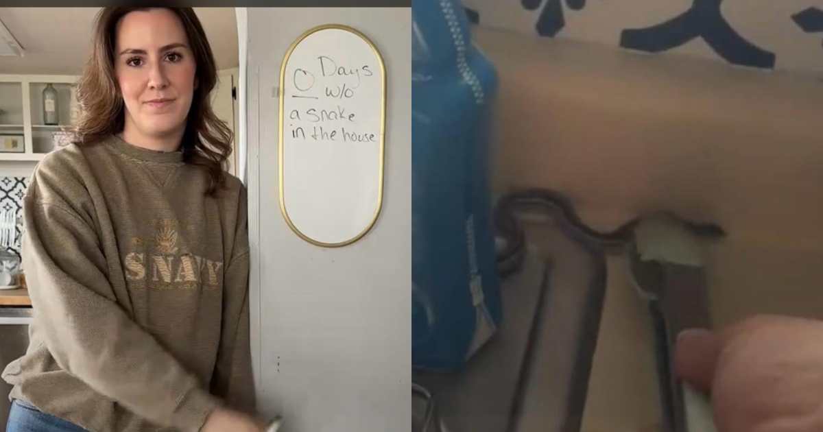 “Abbiamo comprato casa e abbiamo scoperto che è una tana di serpenti. Ne troviamo almeno 5-6 al giorno, cadono anche dal soffitto, non ce la faccio più”: il racconto choc di Callie