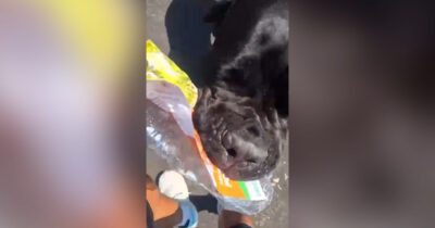 Copertina di Giovane aizza il cane contro un volantino dei candidati Pd: “Meritate di finire sbranati vivi”. Polemica a Venezia