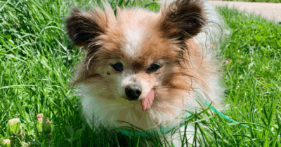 Copertina di Si chiama Lazare, ha 30 anni e (forse) è il cane più anziano del mondo: la sua storia e chi ha deciso di adottarlo (una ragazza più giovane di lui)