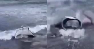 Copertina di Manta si avvicina pericolosamente alla riva a Procida: decisivo il salvataggio in extremis – IL VIDEO