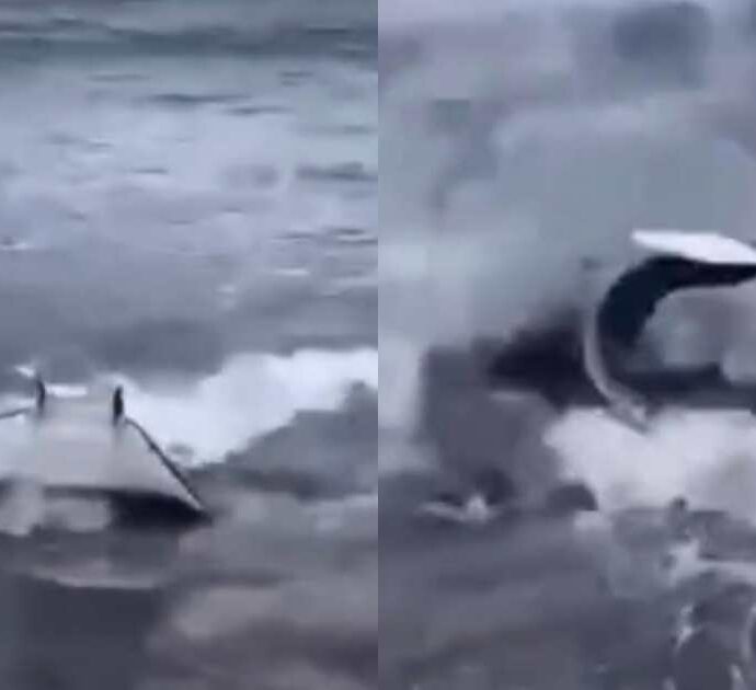 Manta si avvicina pericolosamente alla riva a Procida: decisivo il salvataggio in extremis – IL VIDEO