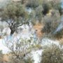 Copertina di Da Pd, 5S e Avs e 20 associazioni la proposta di legge:  “Basta importare merci dai   Territori occupati illegalmente da Israele”