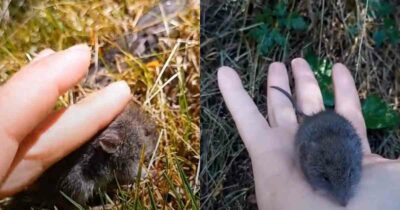 Copertina di “Sembrava solo un animaletto carino”: turista prende in mano il topo portatore dell’Hantavirus e scatena la polemica social – IL VIDEO