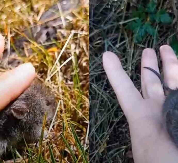 “Sembrava solo un animaletto carino”: turista prende in mano il topo portatore dell’Hantavirus e scatena la polemica social – IL VIDEO