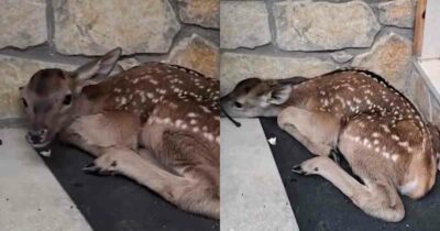 Copertina di “Lo scavalchiamo per entrare in casa”: la storia del cerbiatto che da oltre un giorno dorme sullo zerbino di una casa in Abruzzo