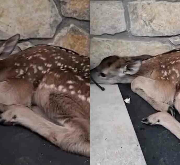 “Lo scavalchiamo per entrare in casa”: la storia del cerbiatto che da oltre un giorno dorme sullo zerbino di una casa in Abruzzo
