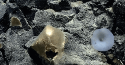 Copertina di “Che diavolo è quella cosa?”. Svelato il mistero della sfera dorata trovata negli abissi dell’Alaska: ecco cos’è l’oggetto “alieno” e perché divide gli scienziati