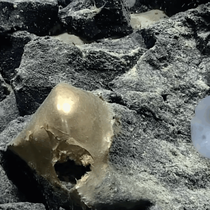 “Che diavolo è quella cosa?”. Svelato il mistero della sfera dorata trovata negli abissi dell’Alaska: ecco cos’è l’oggetto “alieno” e perché divide gli scienziati