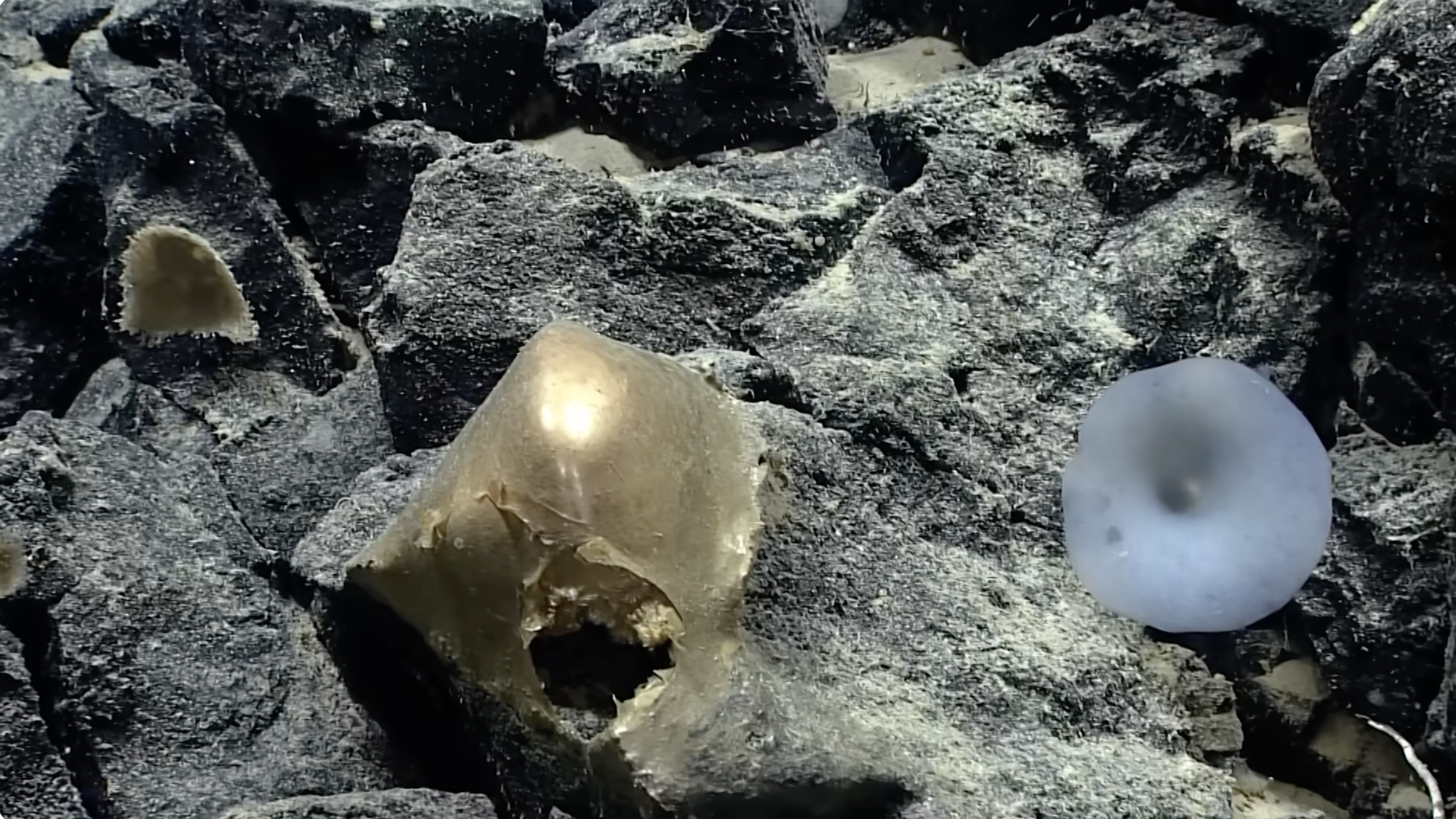 che diavolo 232 quella cosa svelato il mistero della sfera dorata trovata negli abissi dell8217alaska ecco cos8217232 l8217oggetto alieno e perch233 divide gli scienziati da Ilfattoquotidiano.it che diavolo 232 quella cosa svelato il mistero della sfera dorata trovata negli abissi dell8217alaska ecco cos8217232 l8217oggetto alieno e perch233 divide gli scienziati
