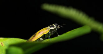 Copertina di La trave nel piatto – Difendere la biodiversità per difendere la democrazia alimentare