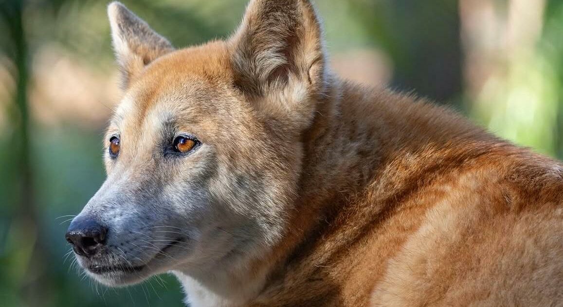 Un dingo sepolto mille anni fa in un rito ancestrale: l’incredibile scoperta che cambia le convinzioni degli archeologi