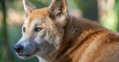 Copertina di Un dingo sepolto mille anni fa in un rito ancestrale: l’incredibile scoperta che cambia le convinzioni degli archeologi