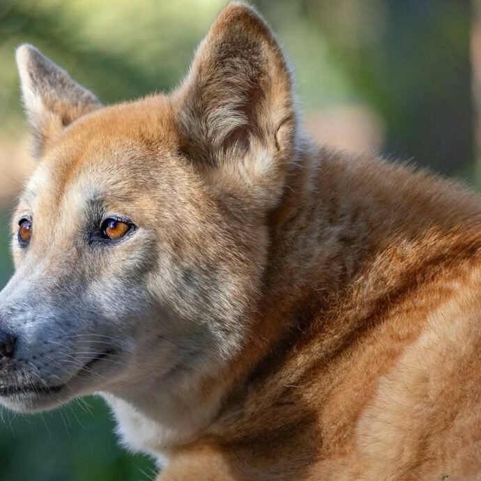 Un dingo sepolto mille anni fa in un rito ancestrale: l’incredibile scoperta che cambia le convinzioni degli archeologi