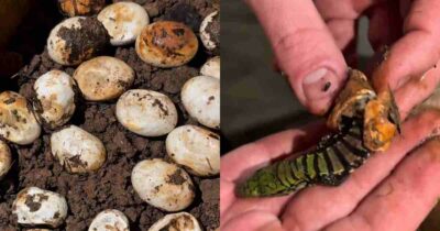 Copertina di 20 uova sconosciute trovate in un giardino: il biologo non riesce a identificarle, poi la schiusa rivela una sorpresa rara e spettacolare