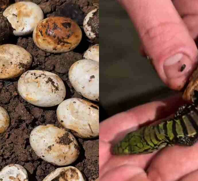 20 uova sconosciute trovate in un giardino: il biologo non riesce a identificarle, poi la schiusa rivela una sorpresa rara e spettacolare