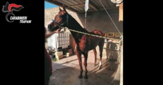 Copertina di Cavalli dopati e maltrattati per le corse clandestine, smantellata rete criminale in Sicilia: cinque misure