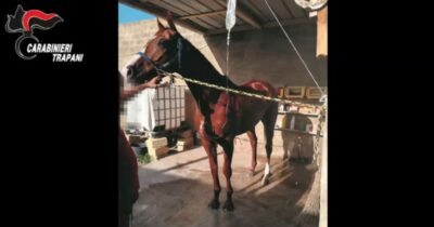 Copertina di Cavalli dopati e maltrattati per le corse clandestine, smantellata rete criminale in Sicilia: cinque misure