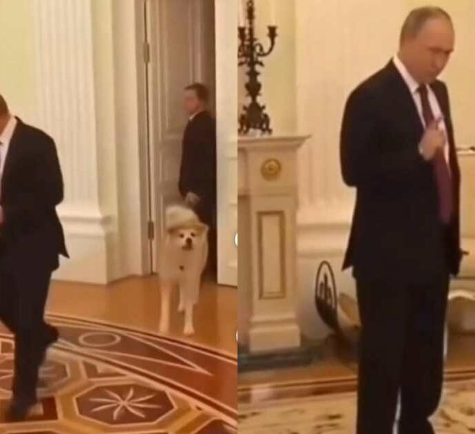 Morta Yume, l’Akita donata dal Giappone a Vladimir Putin nel 2012