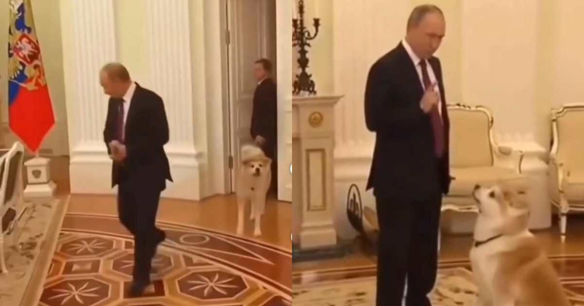 Morta Yume, l’Akita donata dal Giappone a Vladimir Putin nel 2012