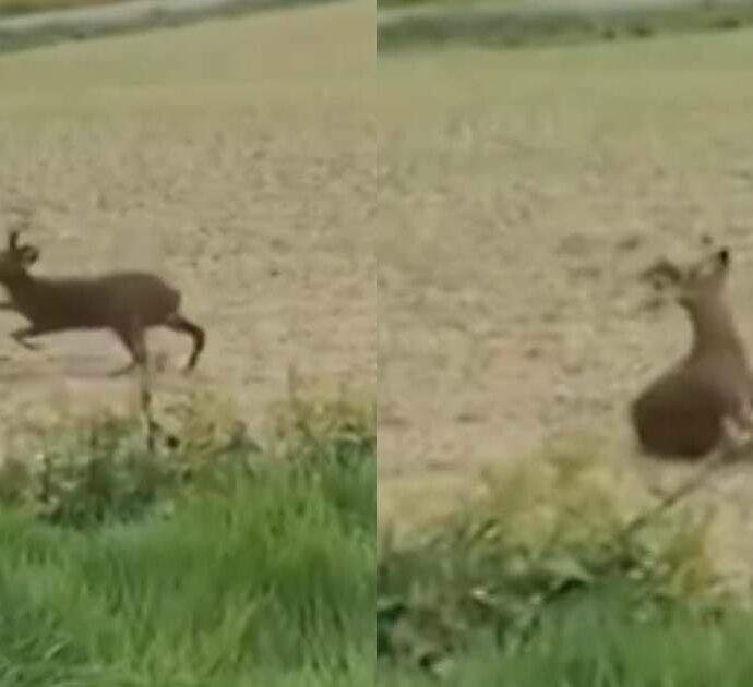 Il mistero dei cervi “ubriachi” nelle campagne francesi: girano su se stessi e poi cadono di colpo – IL VIDEO
