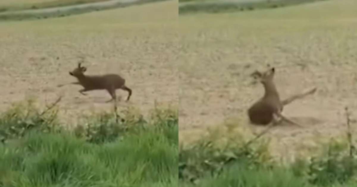 il mistero dei cervi ubriachi nelle campagne francesi girano su se stessi e poi cadono di colpo 8211 il video da Ilfattoquotidiano.it il mistero dei cervi ubriachi nelle campagne francesi girano su se stessi e poi cadono di colpo 8211 il video