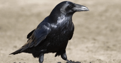 Copertina di “I corvi si ricordano il viso degli umani antipatici e lo dicono agli amici e alla prole”: tutto quello che c’è da sapere sui corvidi in città e sul perché possono diventare aggressivi