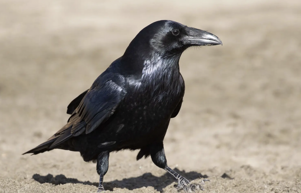 i corvi si ricordano il viso degli umani antipatici e lo dicono agli amici e alla prole tutto quello che c8217232 da sapere sui corvidi in citt224 e sul perch233 possono diventare aggressivi da Ilfattoquotidiano.it i corvi si ricordano il viso degli umani antipatici e lo dicono agli amici e alla prole tutto quello che c8217232 da sapere sui corvidi in citt224 e sul perch233 possono diventare aggressivi