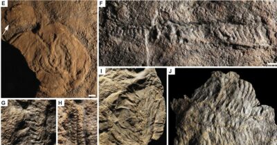Copertina di Scoperti fossili che riscrivono la storia della vita: il sesso e il movimento nacquero prima del previsto